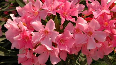 Premium Pink Oleander Standards Youtube