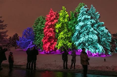 Illumination Tree Lights At The Morton Arboretum