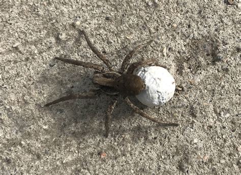 Spiders With Eggs On Their Back ~ Wolf Spider