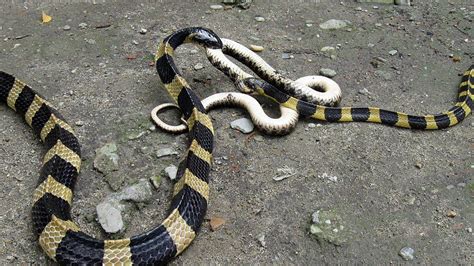 Poisonous Snake In India With Picture Snake Poin
