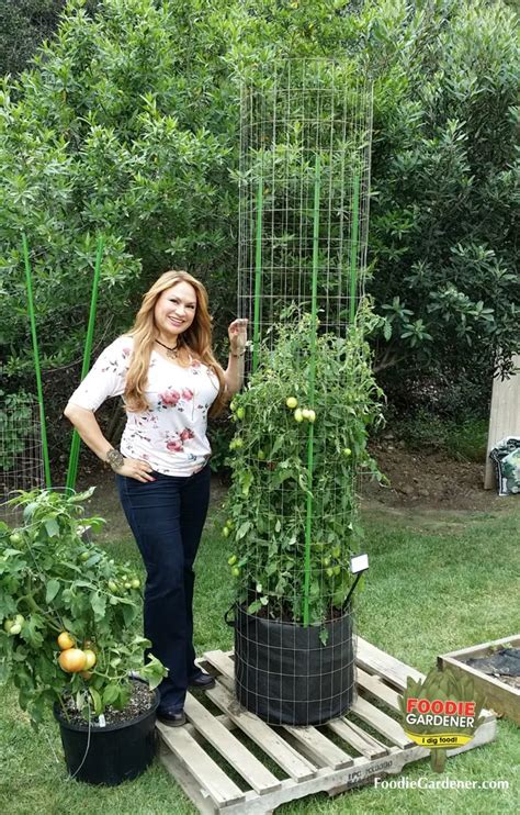 Tall Metal Tomato Support Cages The Foodie Gardener™ In 2020 Tomato