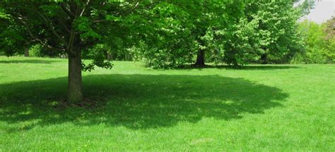 Trees That Produce The Best Shade Premier Tree Solutions