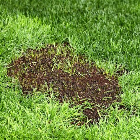 How To Patch Holes In Your Lawn A Step By Step Guide