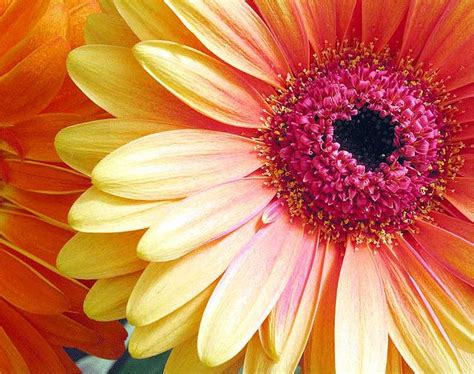 Gerber Daisy Daisy Flower Pictures Gerber Daisies Sunflowers And