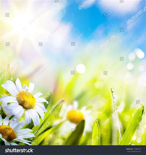 Art Abstract Background Spring Summer Flower In Grass With Water Drops