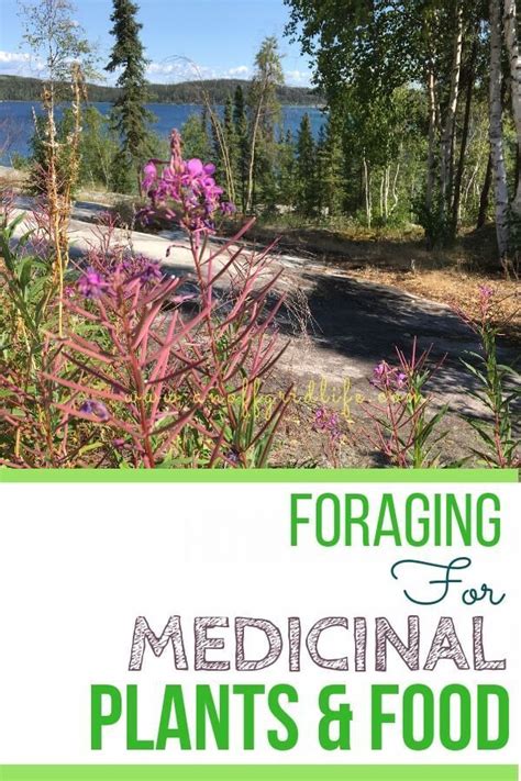 Foraging For Medicinal Plants And Food 7 Northern Greens An Off Grid