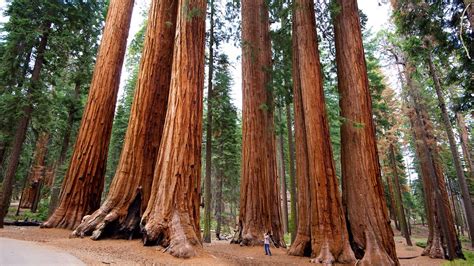 Sequoia National Park Vacations 2017 Package And Save Up To