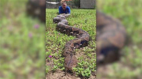 Guinness World Records Biggest Snake