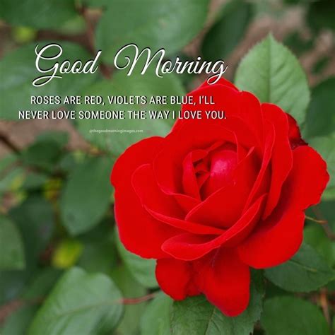 Lovely Good Morning Rose Images With Quotes