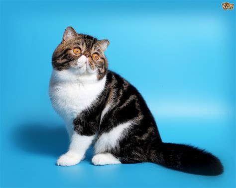Exotic Cat Breed Facts Highlights And Buying Advice Pets4homes