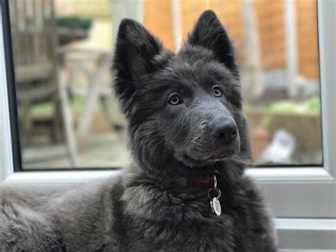 How Much Do Blue German Shepherds Cost