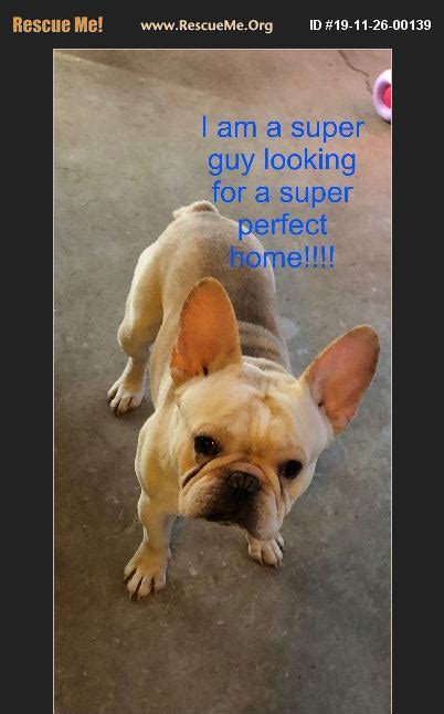 Courtesy chicago french bulldog rescue. ADOPT 19112600139 ~ French Bulldog Rescue ~ Tucson, AZ