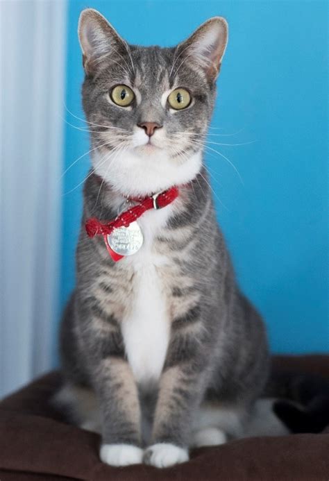 Adopt a cat or kitten from spca tampa bay. Meet Veronica, NSALAâ€™s rescue cat of the week who found ...