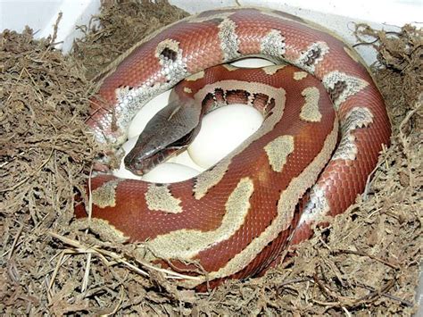 Blood Python Care Sheet Wiki Reptiles Amino