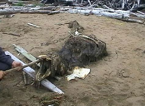 A Strange Sea Creature Skeleton Washes Up On Russian Beach Irish