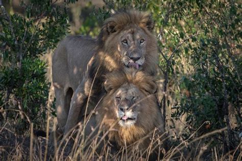Homophobic Official In Kenya Says Male Lions Having Sex Together Must