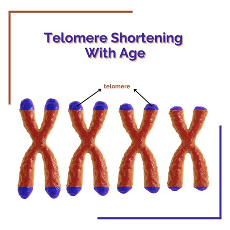 Telomeres And Aging Whats The Connection