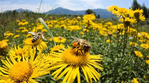 10 Things You Didnt Know About Honey Bees Bee Friendly Plants Bee