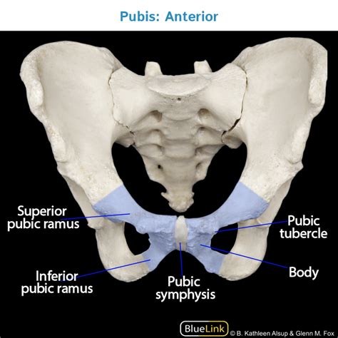 Pelvic Bone Diagram Labeled