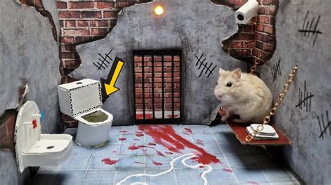 Hamster Escapes From Prison 🐹 Awesome Hamster Maze In Real Life 🐹