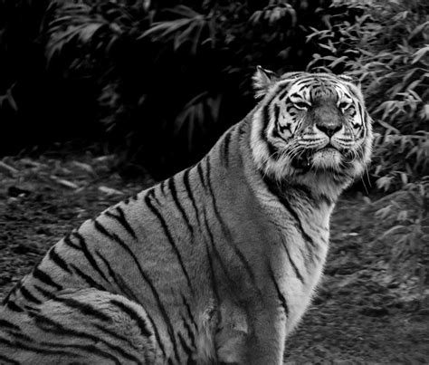 Tiger Portrait Photograph By Martin Newman Pixels