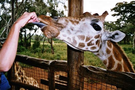 Giraffe Centre Nairobi Kenya Giraffe Centre Photos And More