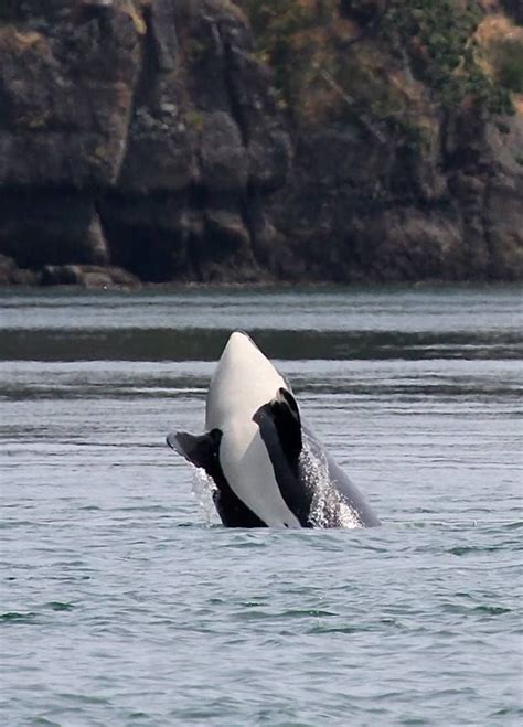 Orca Whale Seattle Washington Washington State Edmonds Washington