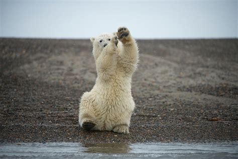 Polar Bear Spring Cub Sitting Upright On Hind Legs Alaska Usa