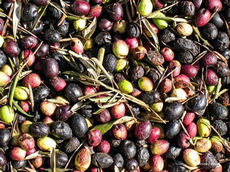 20 Types Of Olives You Probably Dont Know Tea Breakfast