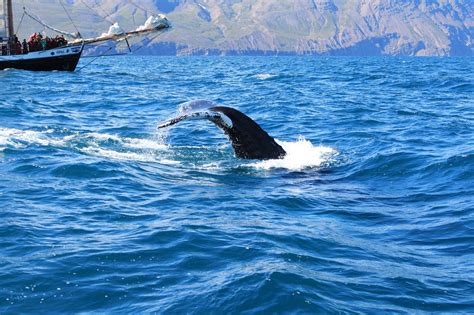 A Guide to Whale Watching in Iceland | Whale watching, Whale watching 