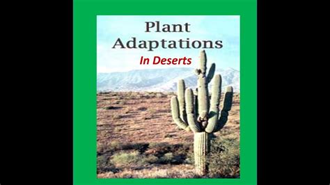 Adaptations Of Deserts Plants Cactus For Kids Youtube