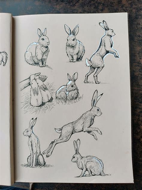 Rabbithare Pen Sketch By Cicakkia On Deviantart