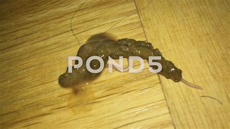 Picture Of Dog Worms In Poop Petswall