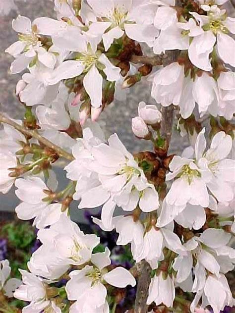 Prunus X ‘snowfozam Snow Fountains Kiefer Nursery Trees Shrubs
