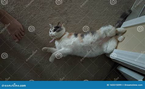 Cat Stock Image Image Of Calico Silly Patches Collar 165515099