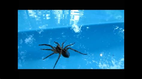 Wolf Spider Running Walking Swimming On Water Youtube