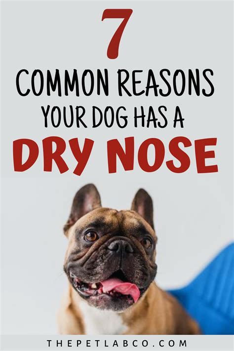 7 Suprising Reasons Why Your Dogs Nose Is Dry Dry Dog Nose Dog