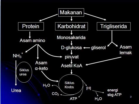 Unsoed Inside Metabolisme Protein