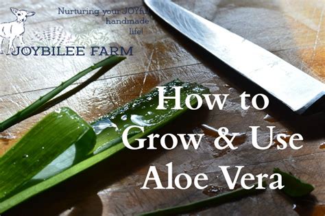 how to grow and use aloe vera joybilee® farm diy herbs gardening