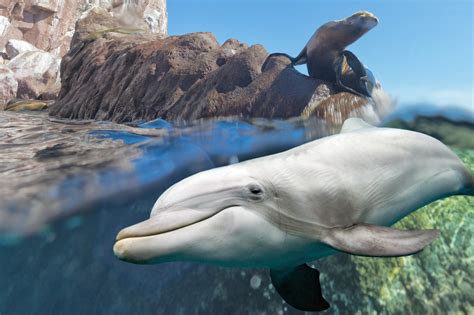 5 Reasons Why Dolphins Are The Best Sea Creatures Mystart