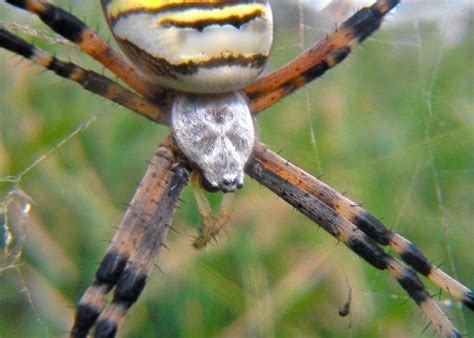 Photography At Its Finest Big Spider Strangely Beautiful The