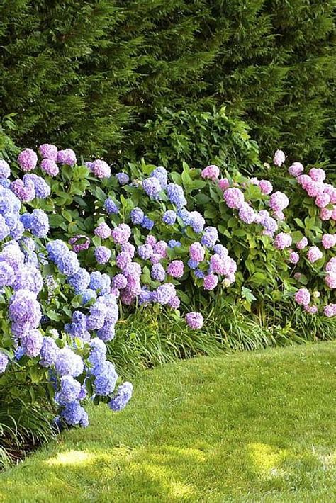 35 Hydrangea Garden Ideas Pictures Flower Garden Plans Hydrangea
