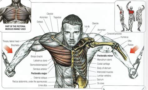 Simple Arm Muscle Names Always Guilty — Helpyoudraw Anatomy Human