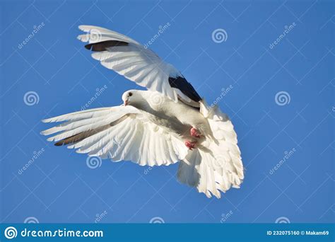White Dove In Flight Against A Blue Sky Stock Photo Image Of Float