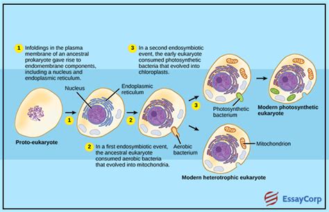 Endosymbiotic Theory Of The Origin Of Eukaryotic Cells