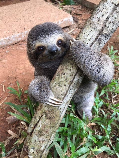 Baby Sloth Pet For Sale Petspare