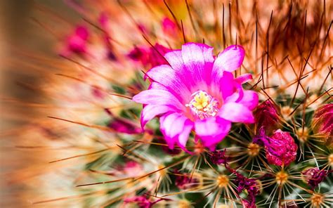 Cactus Flower Bokeh Desert Plant Nature Landscape F Hd Wallpaper Pxfuel