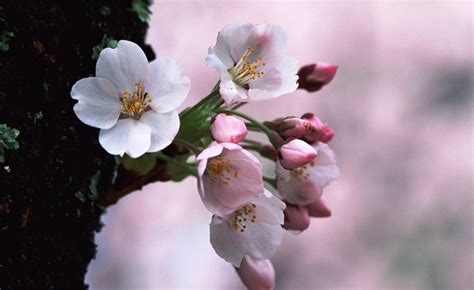 Gambar Bunga Sakura Khas Jepang Yang Indah Bunga Sakura Gambar Bunga