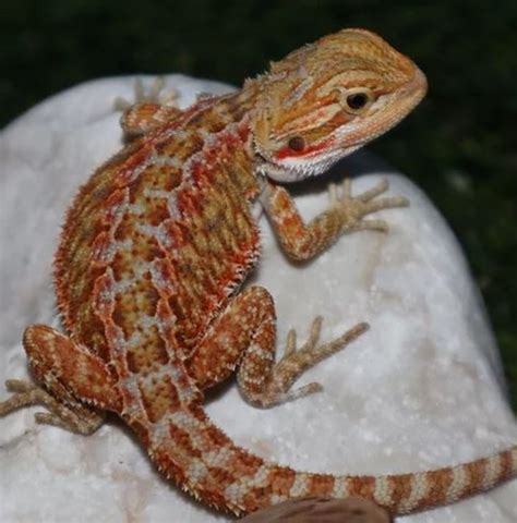 The Four Species Of Pet Bearded Dragons Hubpages