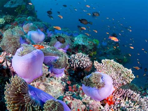 Top 10 Fascinating Coral Reefs Places To See In Your